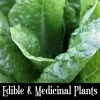 PFS Classes Edible & Medicinal Plants Class Survival Training 1 PFS Classes Edible & Medicinal Plants Class Survival Training