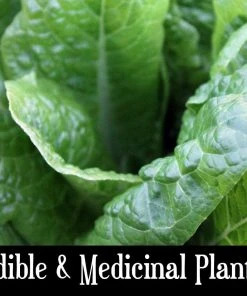 PFS Classes Edible & Medicinal Plants Class Survival Training