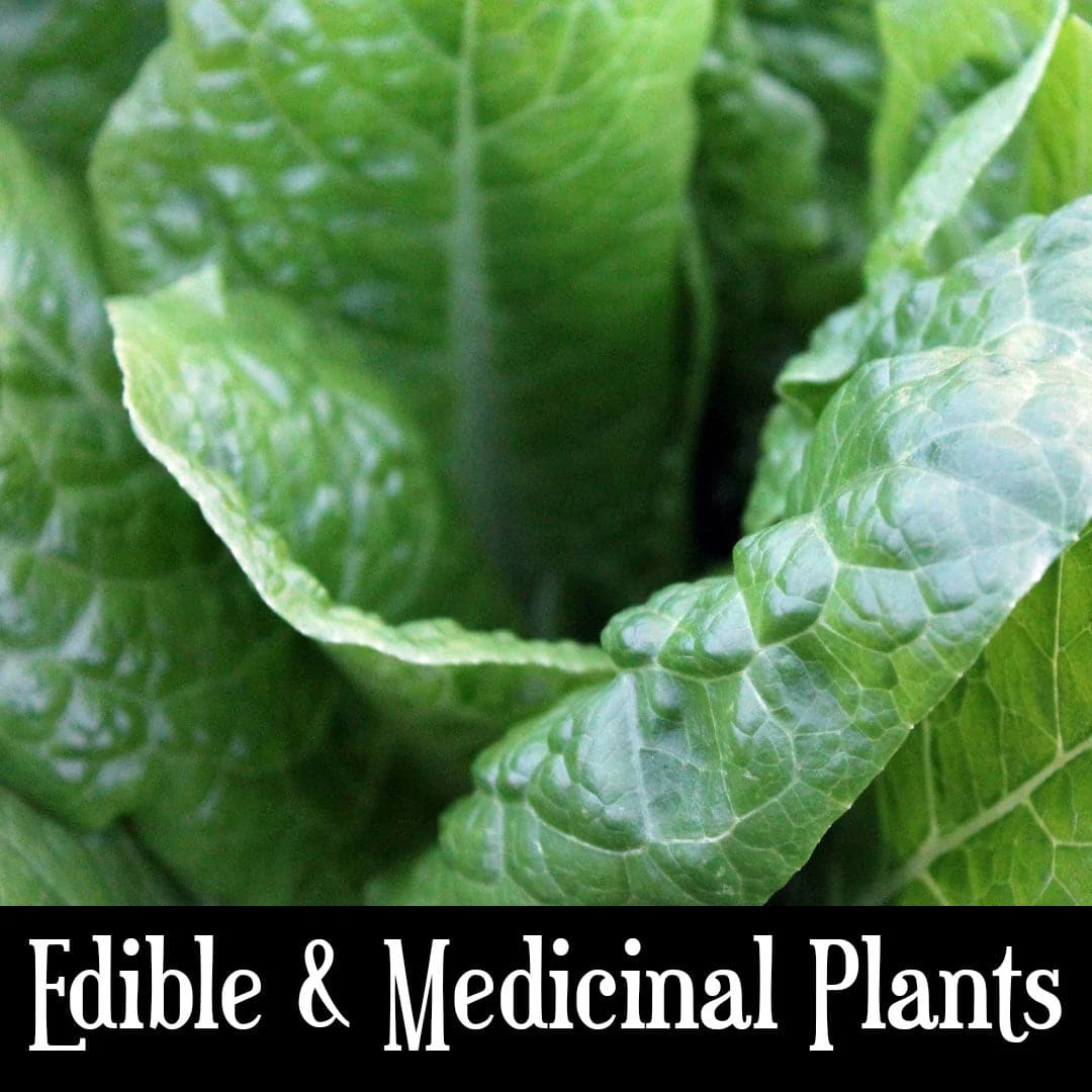 PFS Classes Edible & Medicinal Plants Class Survival Training 3 PFS Classes Edible & Medicinal Plants Class Survival Training